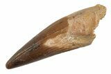 Baby Spinosaurus Tooth - Real Dinosaur Tooth #204371-1